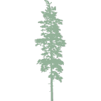 icon representing a ponderosa tree