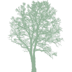 icon representing a juniper tree