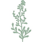 icon representing a sagebrush bush
