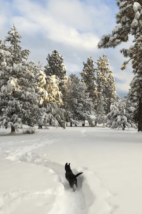 picture of Bend Oregon during winter showing our black lab running in the snow