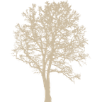 Juniper tree design gold icon representing a juniper tree