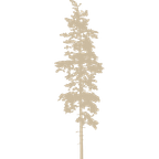 Pine tree design gold icon representing a ponderosa tree